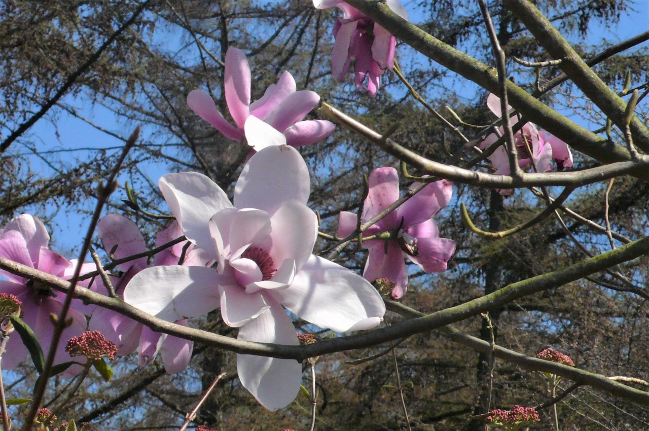 magnolia sargentiana var robusta